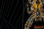 Spinnennetz, im Hintergrund eine Kreuzspinne