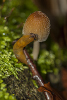 kleine Wegeschnecke frisst ein Pilz